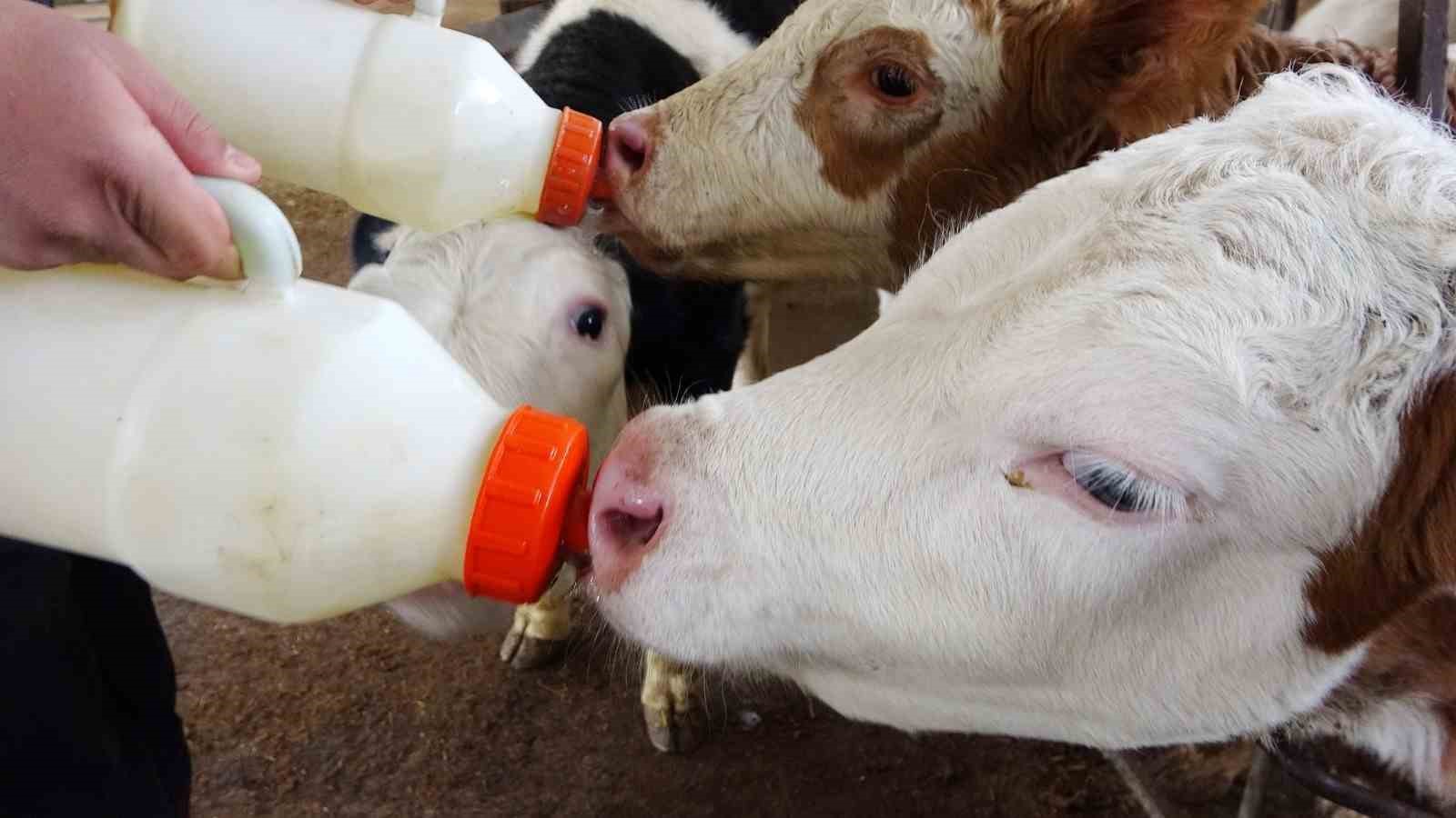 Günlük bin 350 ton çiğ süt üretimi yapılan Denizli’de sütün