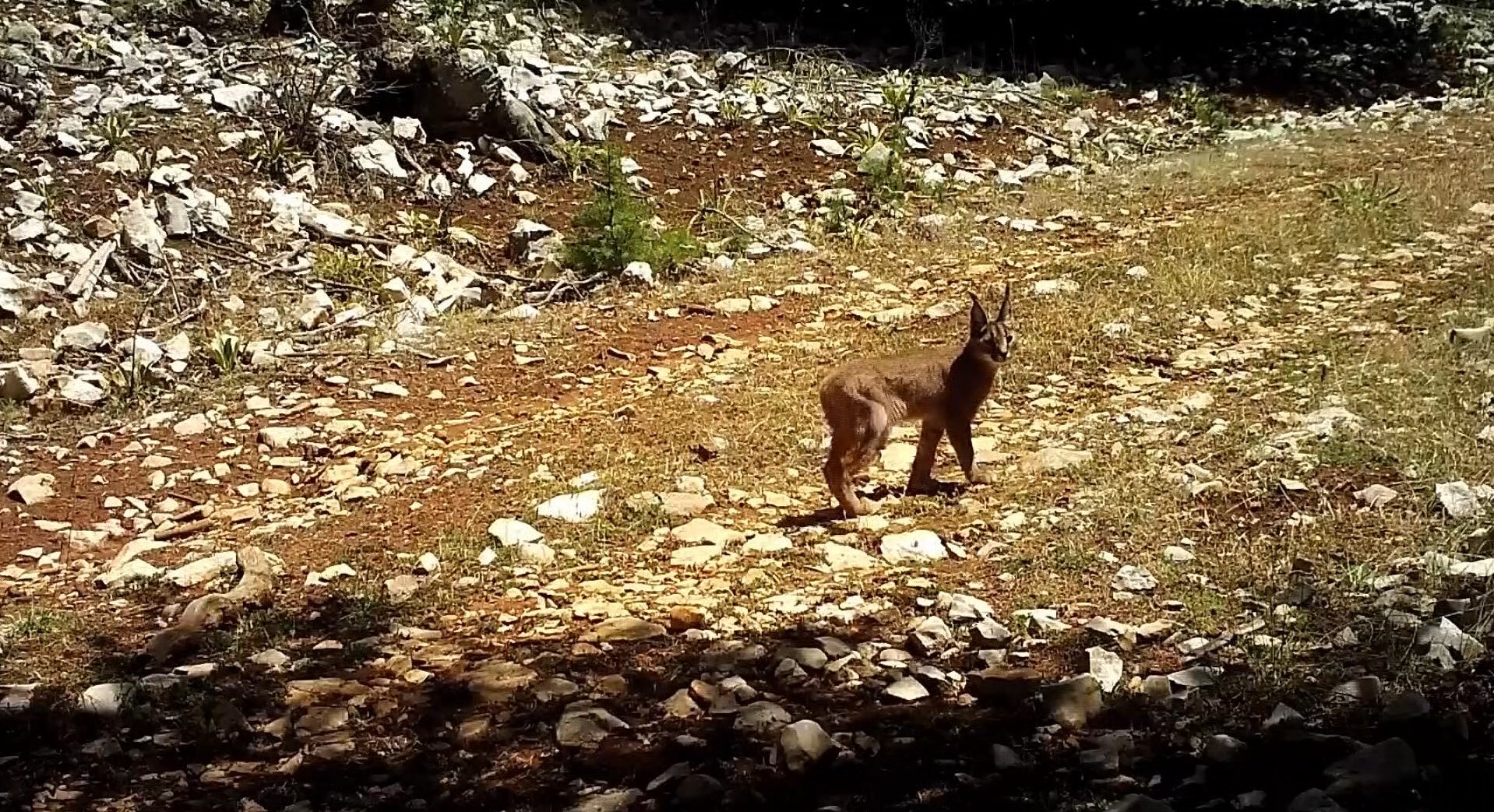 Burdur, Antalya ve Isparta'da fotokapanlarla tespit edilen karakulak, nesli tükenme