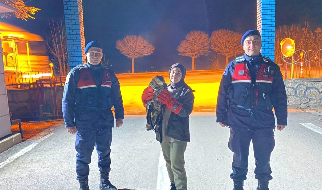 Yaralı kızıl şahin jandarmaya teslim edildi Eskişehir'de vatandaşın bulduğu ve jandarma ekiplerine teslim ettiği yaralı kızıl