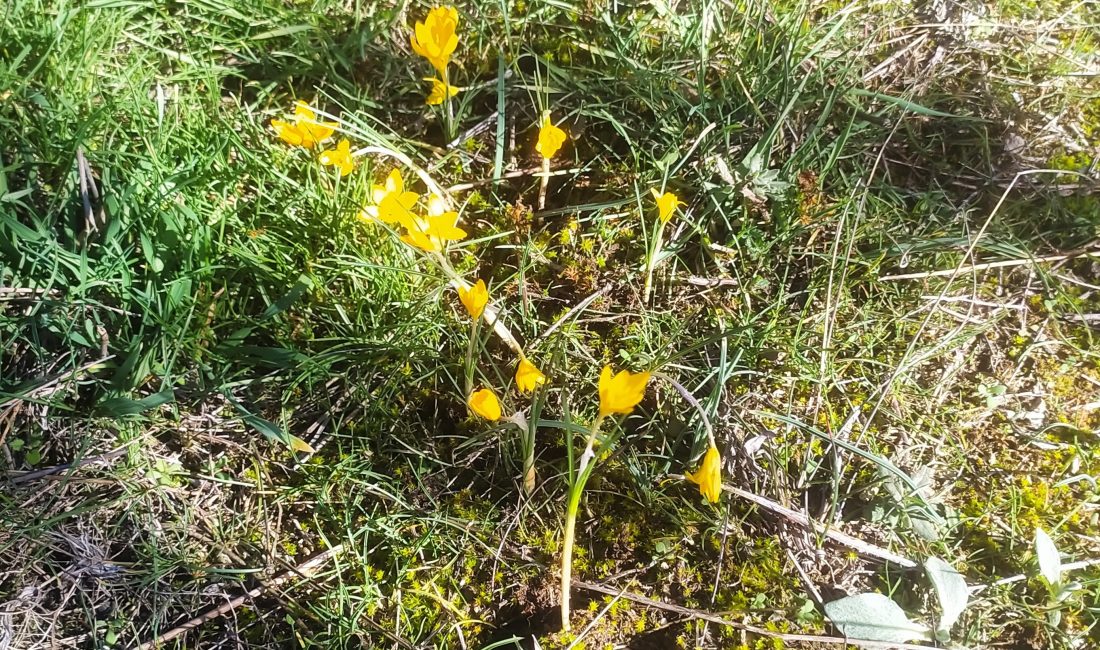 Kütahya’nın Hisarcık ilçesinde Ocak ayı olmasına rağmen havaların ılıman gitmesi