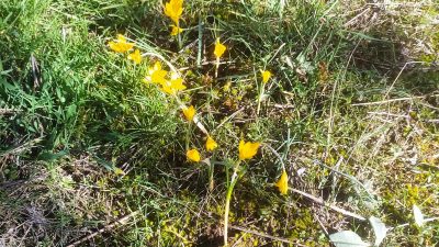 Kütahya’nın Hisarcık ilçesinde Ocak ayı olmasına rağmen havaların ılıman gitmesi