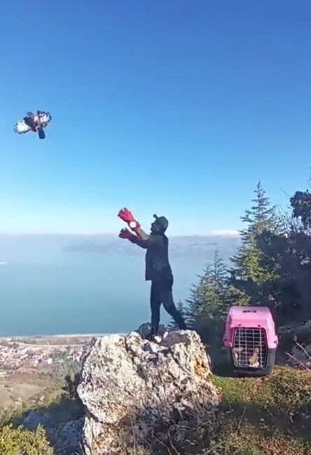 Isparta'da yaralı bir kızıl şahin, jandarma tarafından bulunarak tedavi edilmek