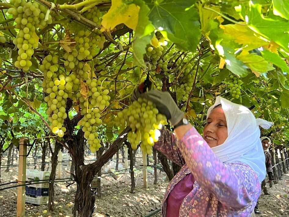 Sarıgöl Ziraat Odası üzüm bağlarında çalışan kadın işçilerin yevmiyelerinin 100