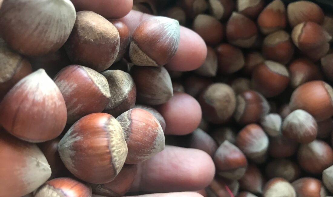 Dünya'da ikinci büyük üretici İtalya'da rekoltenin beklenen 140 bin ton
