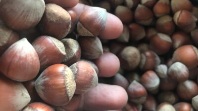 Dünya'da ikinci büyük üretici İtalya'da rekoltenin beklenen 140 bin ton