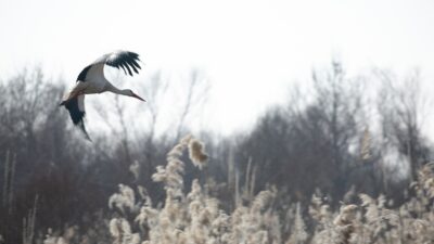 Batman’da Dicle Nehri havzasında leyleklerin uzun yıllardır göç etmediği gözlemlendi.