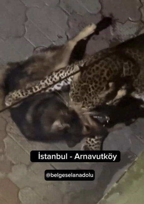 Sosyal medyada son zamanlarda yayılan ve yüzbinlerce kişiye ulaşan görüntünün