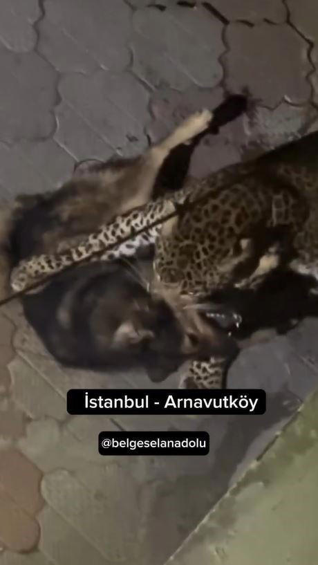 Sosyal medyada son zamanlarda yayılan ve yüzbinlerce kişiye ulaşan görüntünün