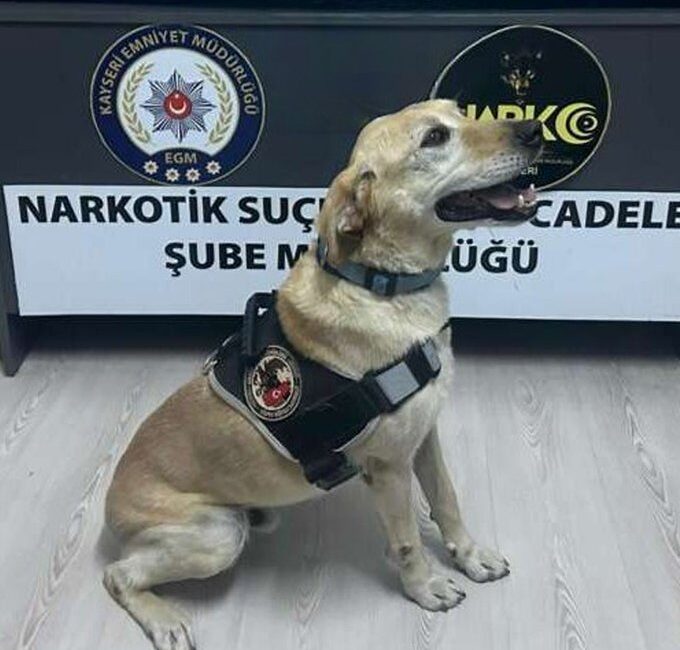 Kayseri’de polis ekipleri tarafından narkotik arama köpeği Jack ile yapılan