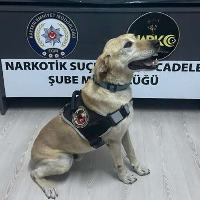 Kayseri’de polis ekipleri tarafından narkotik arama köpeği Jack ile yapılan