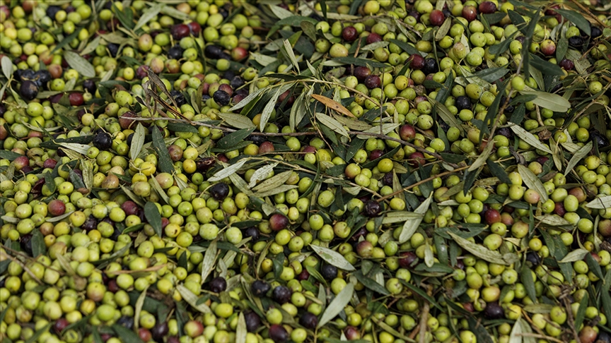 Dünyanın önemli zeytin üreticisi Türkiye, 2024'te 3 milyon 750 bin