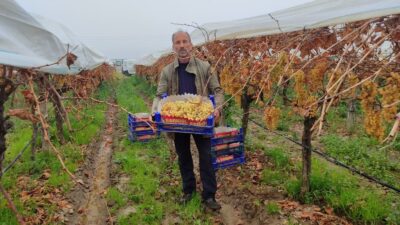 Manisa'nın Sarıgöl ilçesinde bağlarda uygulanan örtü altı sistemi sayesinde en