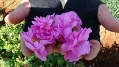 Dünya gül yağı üretiminin yüzde 65'ini karşılayan Isparta, 2024 yılında