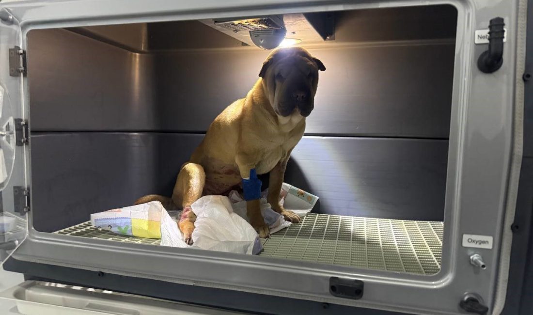 Zonguldak’ta rahminde iltihap nedeniyle ameliyata alınan Shar Pei cinsi köpekten