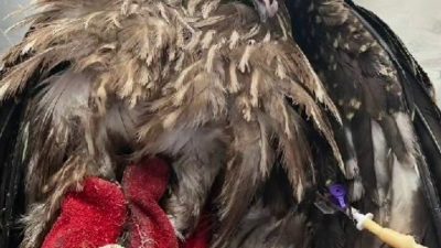 Doğa Koruma Milli Parklar 13. Bölge Müdürlüğü veterinerleri bakımını yaptıkları