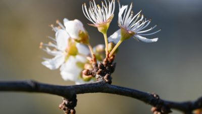 Manisa'nın Turgutlu ilçesinde erik ve badem ağaçları çiçek açtı.