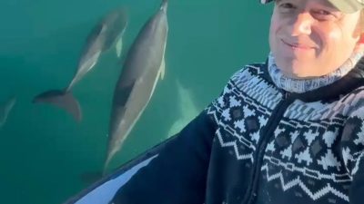 Rize’de balık tutmak için denize açılan balıkçıya yunus balıkları eşlik