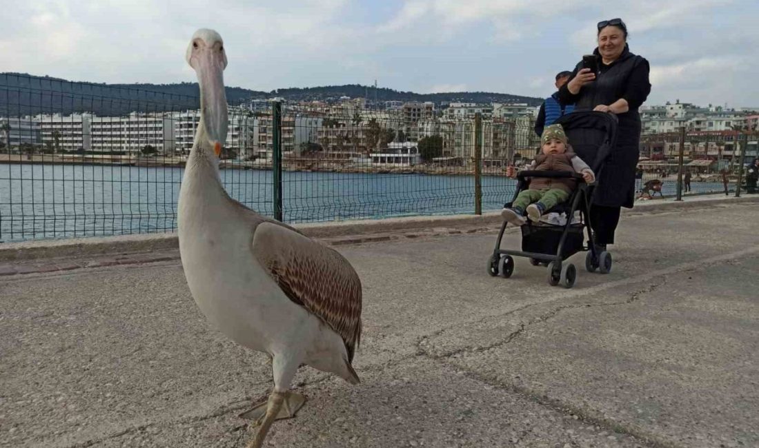 Mersin’in Silifke ilçesi Taşucu iskelesinde bir pelikan, vatandaşların şaşkın bakışları
