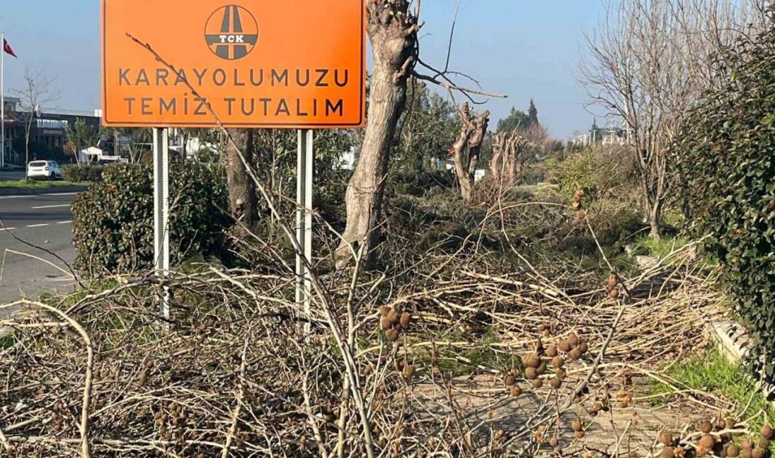 Aydın’ın Efeler ilçesinde karayolları ekipleri tarafından kesilen ağaçların dalları yürüyüş