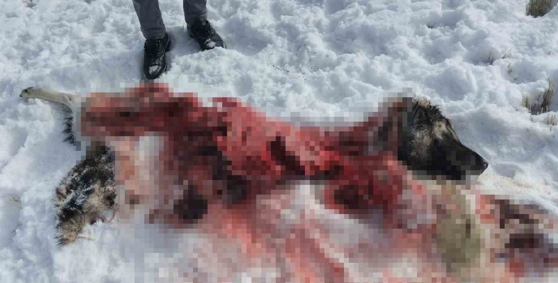 Van’da mahalleye inen kurtlar köpeği parçaladı Van’ın İpekyolu ilçesinde aç kalan kurt yada kurtların saldırısına uğrayan