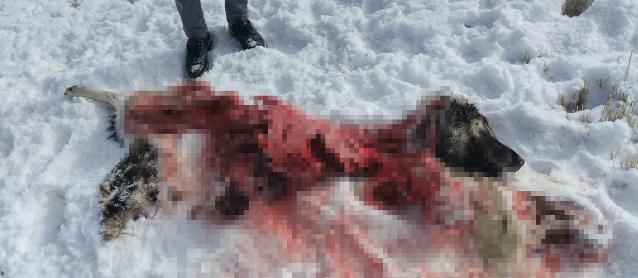 Van’ın İpekyolu ilçesinde aç kalan kurt yada kurtların saldırısına uğrayan