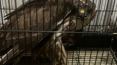 Muğla’nın Seydikemer ilçesinde yaralı bulunan şahin tedavi altına alındı.