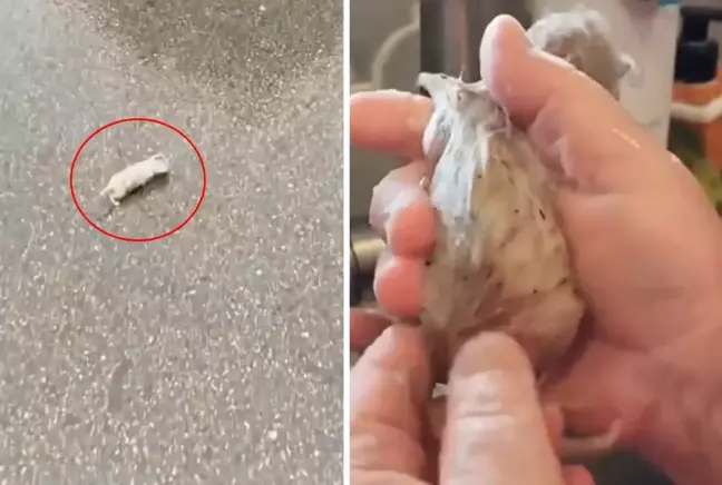 Doğaya ve hayvanlara karşı duyarlılığıyla bilinen bir kişi, yolda yaralı