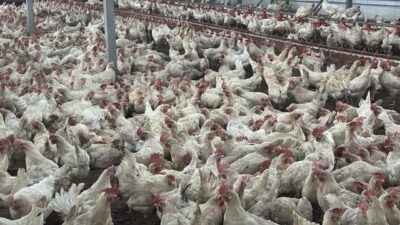 Muğla'nın Bodrum ilçesinde yaşayan 25 yaşındaki genç girişimci, devlet desteğiyle