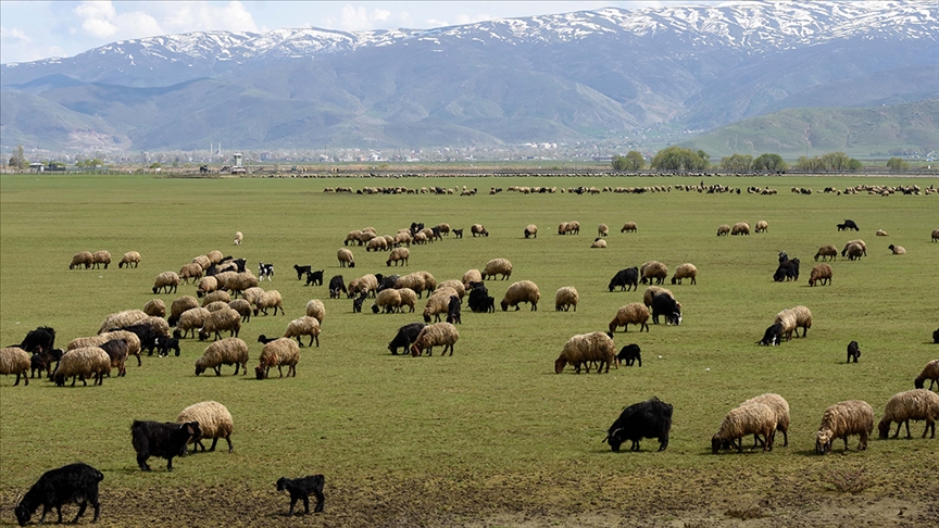 Türkiye Kırmızı Et Üreticileri Merkez Birliği Başkanı Bülent Tunç, Tarım
