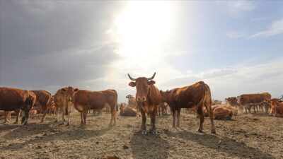 Tarımsal amaçlı örgütlere üyelik şartı aranan destekleme ödemelerinde, söz konusu