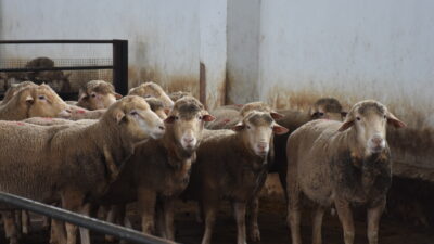 Afyonkarahisar'da Tarım ve Kırsal Kalkınmayı Destekleme Kurumu’nun (TKDK) desteğiyle 3