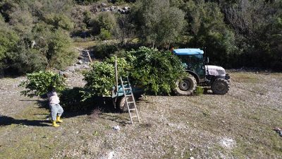 Antalya'nın Akseki ilçesinde dağlık alandan toplanan ve Avrupa'ya ihraç edilen