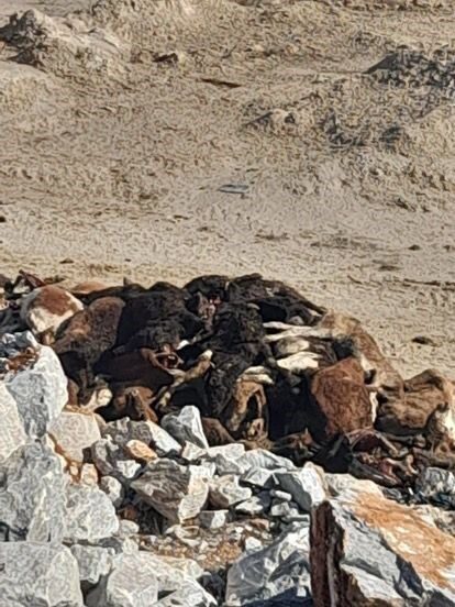 Kütahya’nın Aslanapa ilçesine bağlı Göynükören köyü yakınlarında bulunan taş ocağı