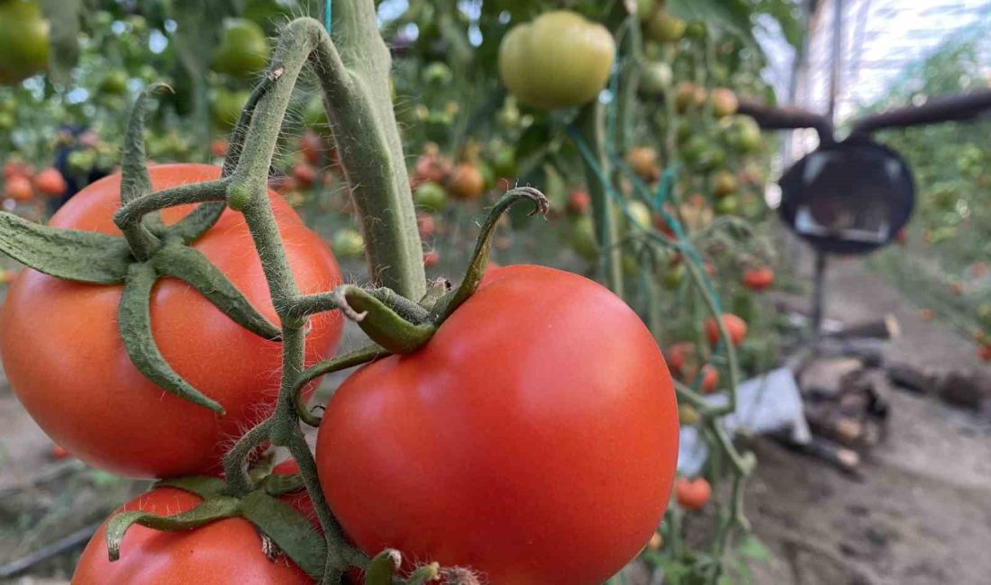 Antalya hallerinde işlem gören domates miktar endeksi Ocak ayında yıllık
