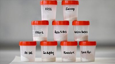 Türkiye'de koruma kapsamındaki yerel buğday çeşitlerinin, insan sağlığı açısından son