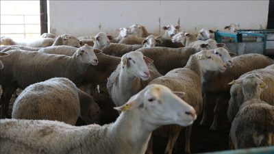 Türkiye Damızlık Koyun Keçi Yetiştiricileri Merkez Birliği Genel Başkanı Nihat