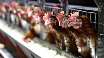 Türkiye genelinde tavuk eti üretimi 2024'te bir önceki yıla göre