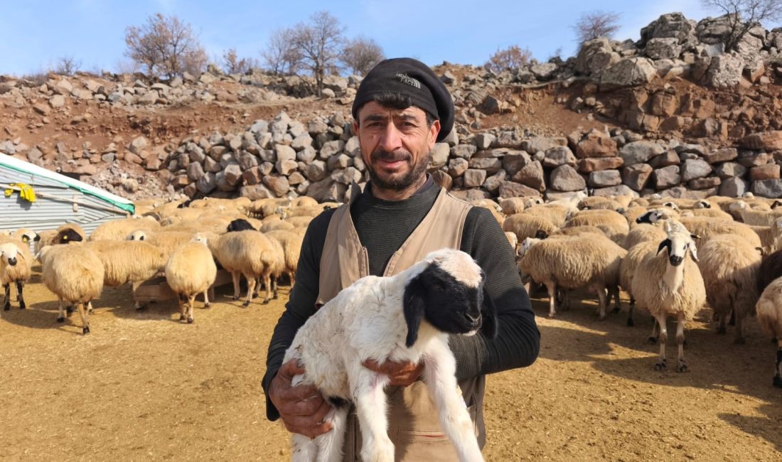 Tunceli’de Kuzulama Dönemi Başladı, Üreticiler 24 Saat Nöbet Tutuyor