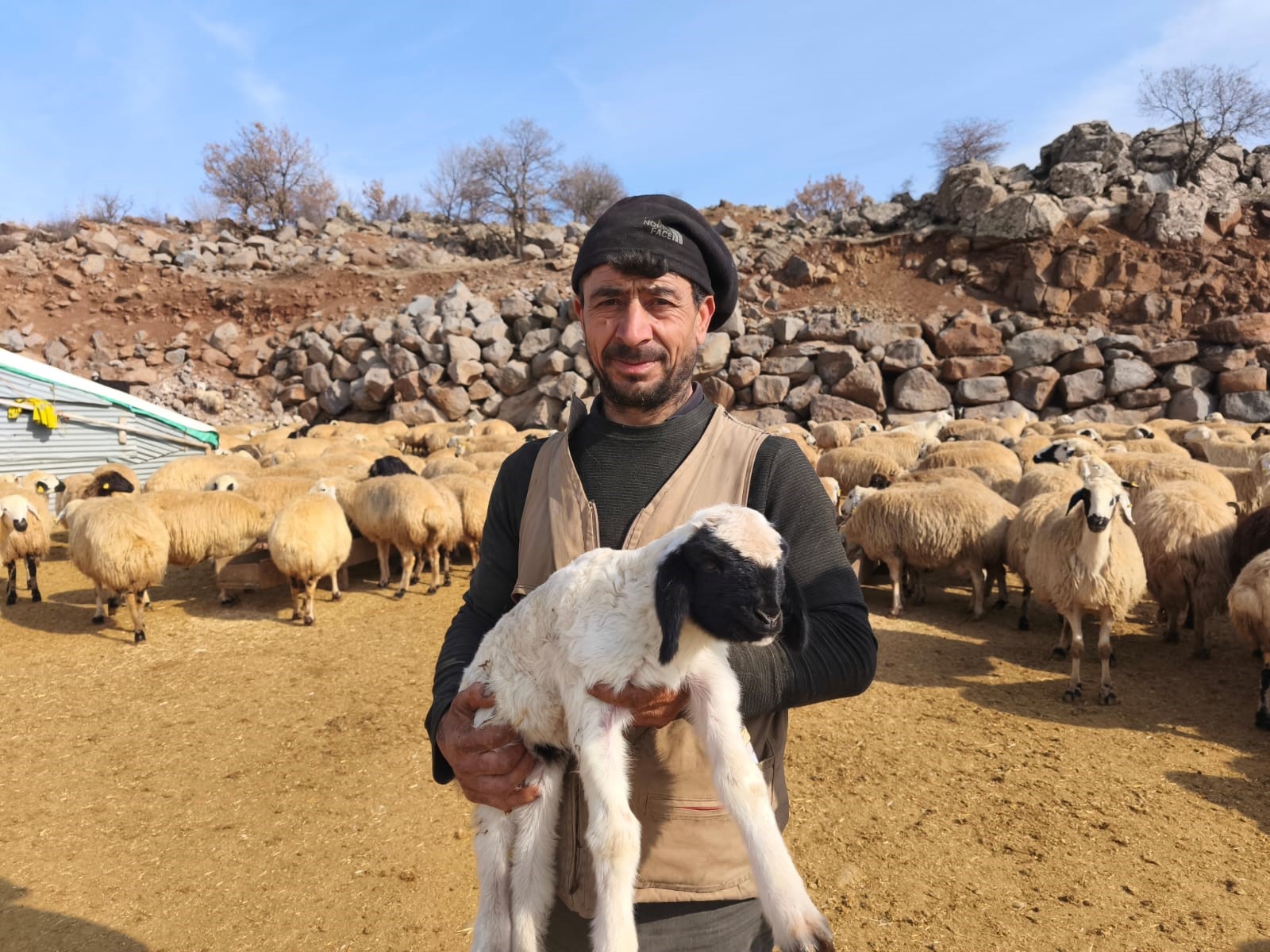 Tunceli’de Kuzulama Dönemi Başladı, Üreticiler 24 Saat Nöbet Tutuyor
