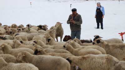  Amasya'da çocukluğundan bu yana çobanlık yapan Satılmış Şahin, koyunlara yaz