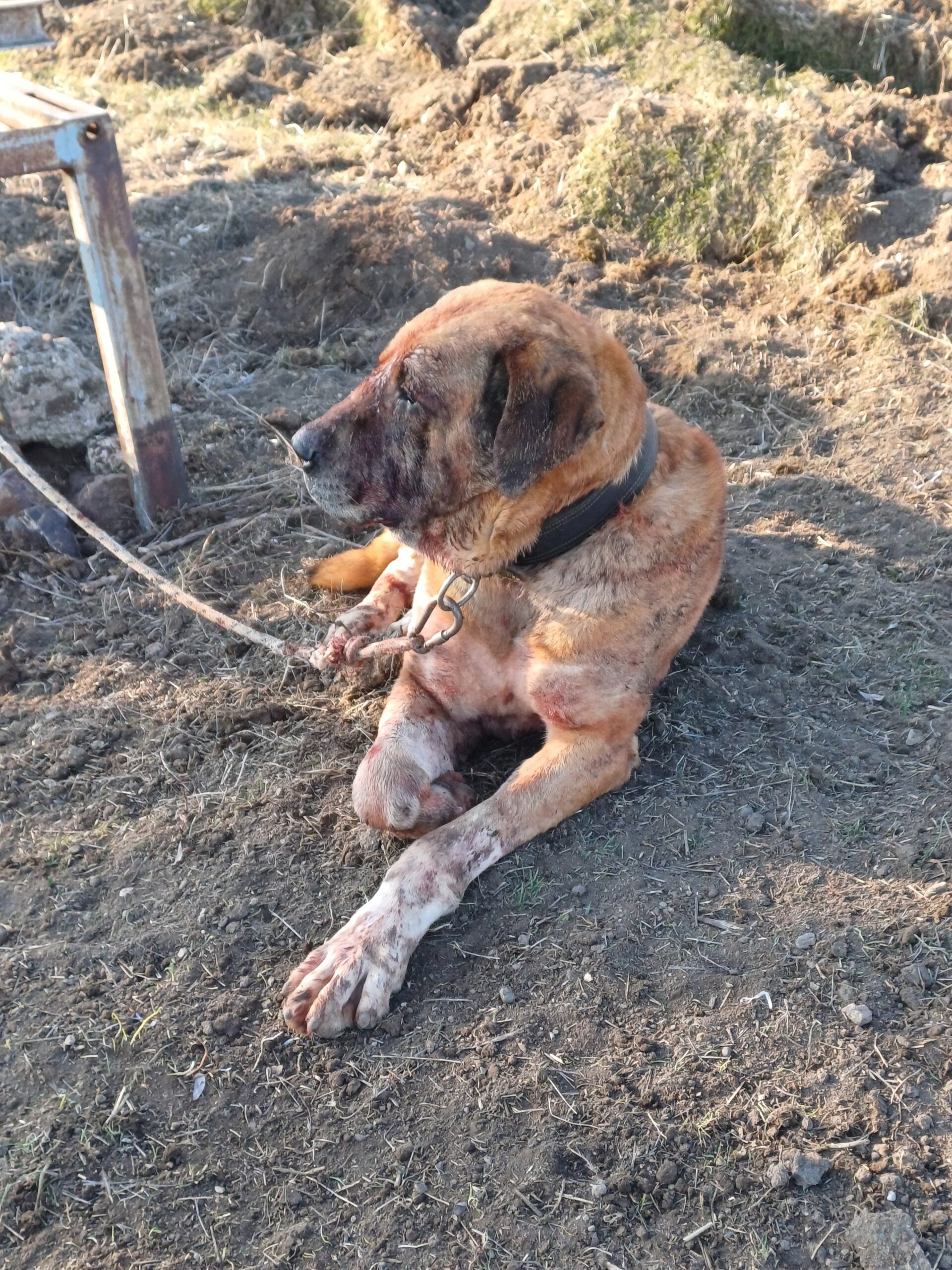 Afyonkarahisar İl Jandarma Komutanlığı, Sandıklı İlçesi Örenkaya Köyü’nde yasadışı köpek