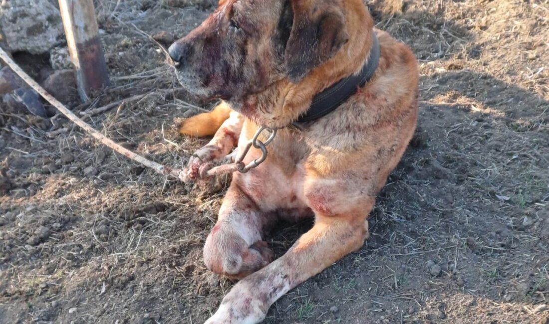 AFYONKARAHİSAR (AA) – Afyonkarahisar'ın Sandıklı ilçesinde köpek dövüştürdükleri ileri sürülen