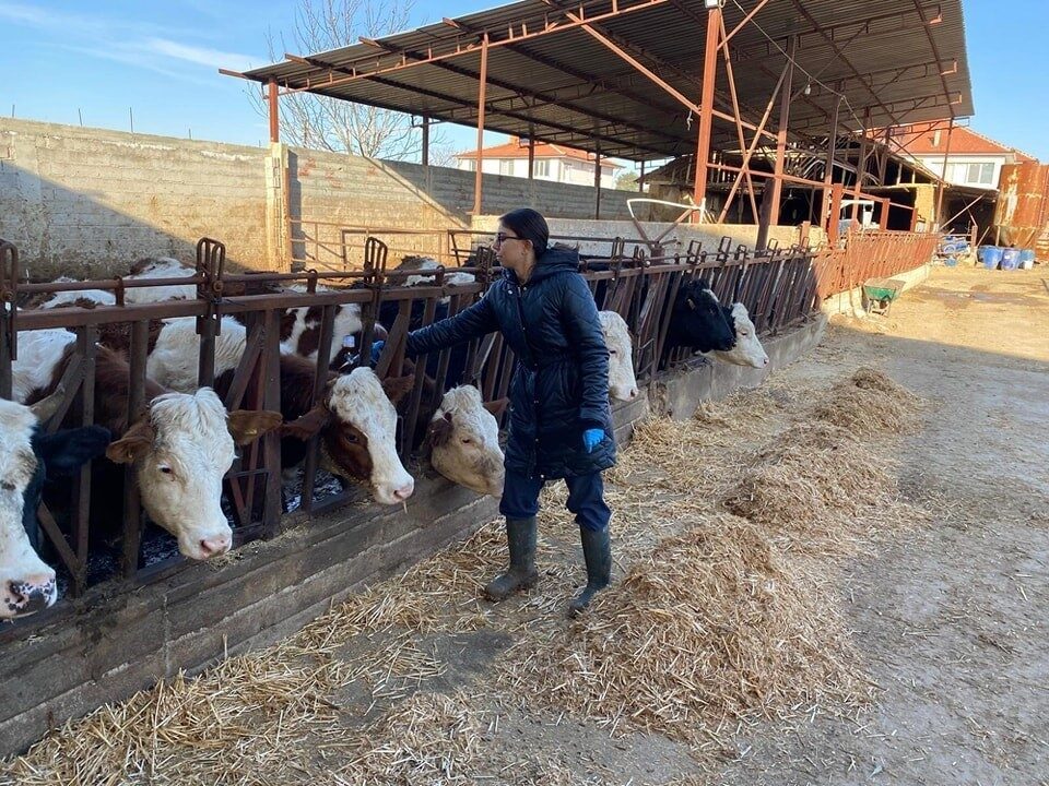 Afyonkarahisar’ın Başmakçı ilçesinde büyükbaş hayvanlara yönelik şap aşısı çalışması başlatıldı.

