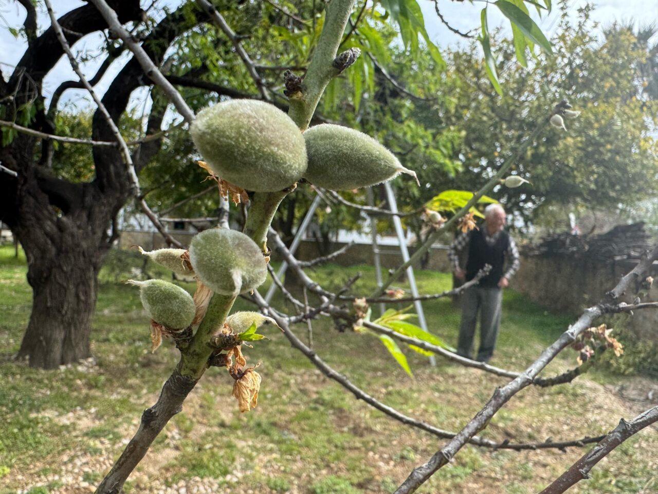 Muğla'nın Datça ilçesinde badem ağaçlarında çağla hasadı yapılıyor.
Türkiye'nin birçok bölgesinde