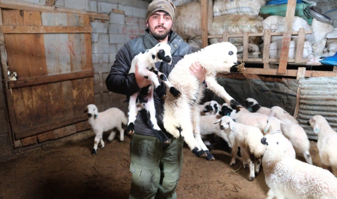 Erzincan’ın Kemah ilçesine bağlı Oğuz köyünde küçükbaş hayvan üreticileri için
