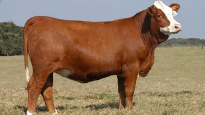 Tarım ve Orman Bakanlığı, hayvancılık sektörünü desteklemek ve kırsaldaki aile