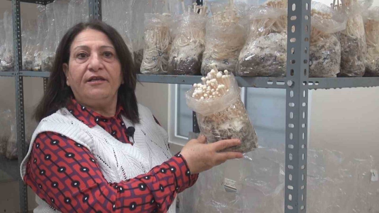 Eskişehir Osmangazi Üniversitesinde (ESOGÜ) enoki mantarı yetiştiriciliği üzerine deneme çalışmaları