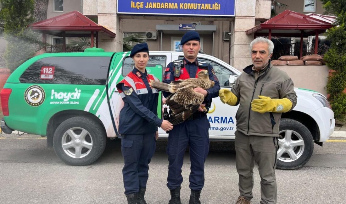 Manisa'nın Salihli ilçesinde jandarma ekiplerince yaralı halde bulunan kızıl şahin