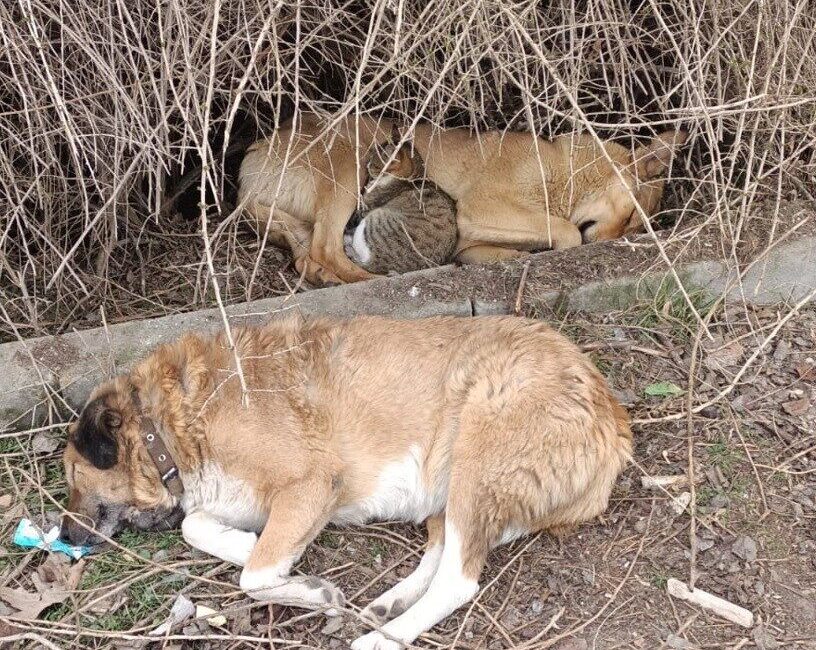 Kedi ile köpeğin kucak kucağa uyuduğu anlar kameraya yansıdı Kütahya’nın Tavşanlı ilçesinde, bir vatandaşın cep telefonu kamerasıyla kaydettiği ilginç