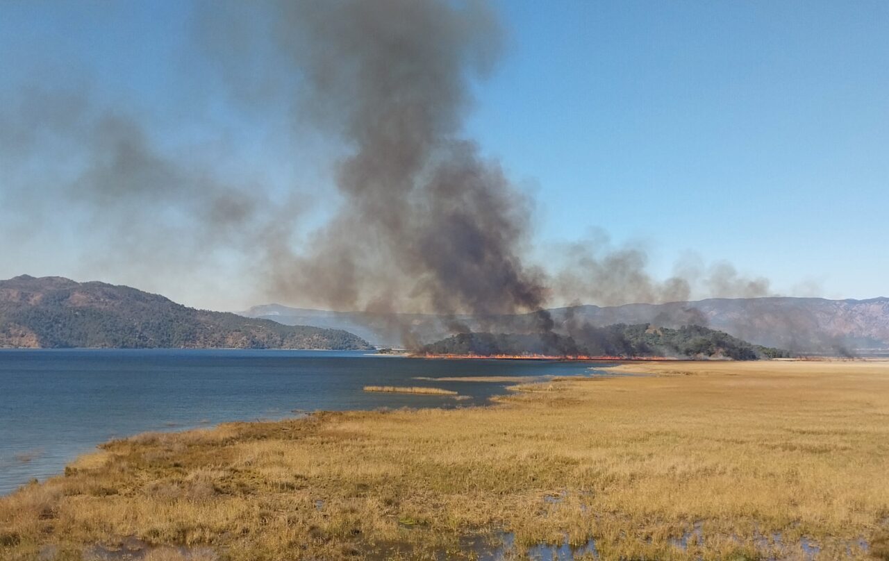 Muğla'nın Köyceğiz ilçesinde göldeki sazlık alanda yangın çıktı.
Köyceğiz Gölü yakınındaki
